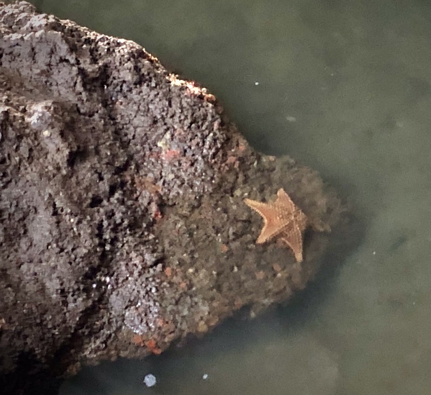 Sea-star on a rock