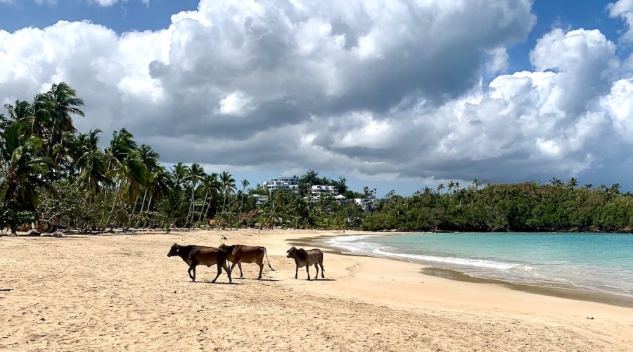 Cows on the Beach