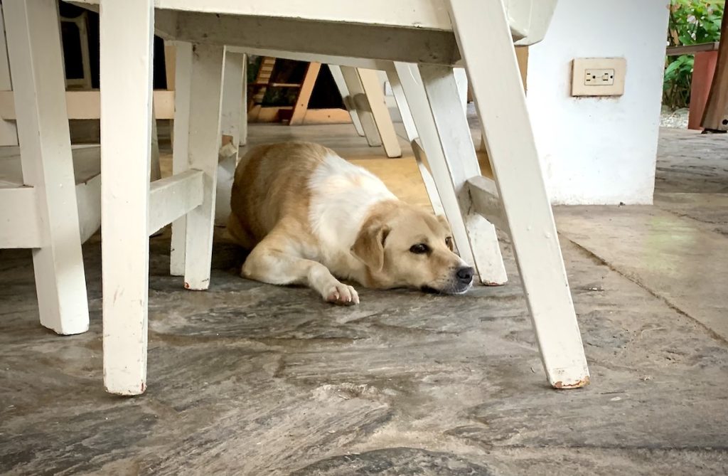 Mojita hiding under a table