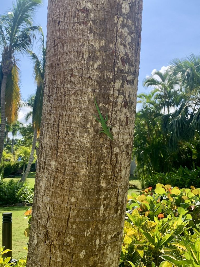 Green lizard on tree