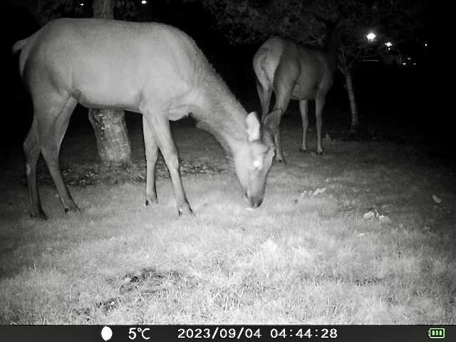 Elk caught on wildlife cam