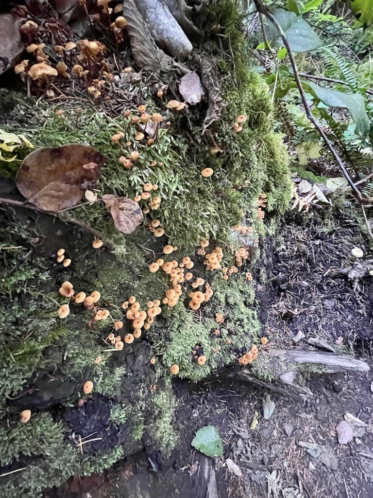 Mushrooms and moss