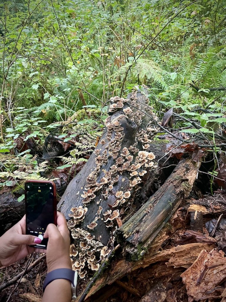 Log of mushrooms