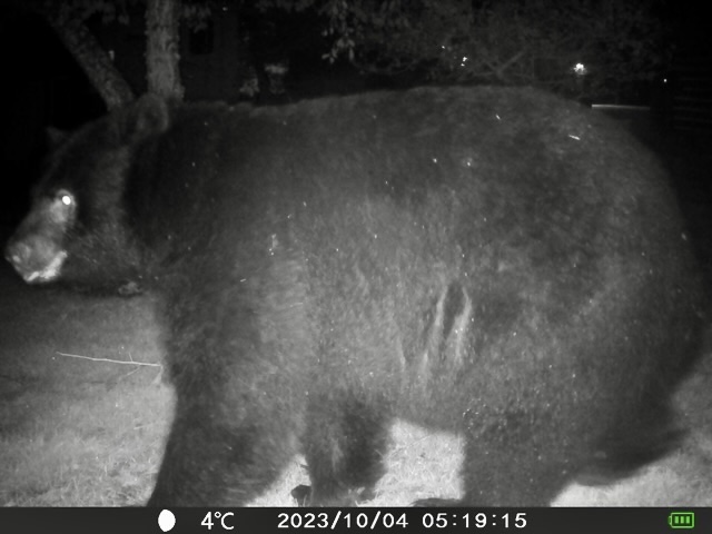 Bear caught on wildlife cam