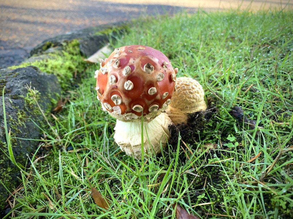 Alice in Wonderland type mushroom