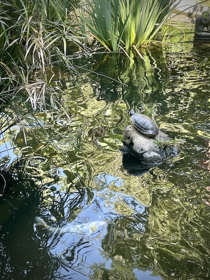 Pond turtle on rock