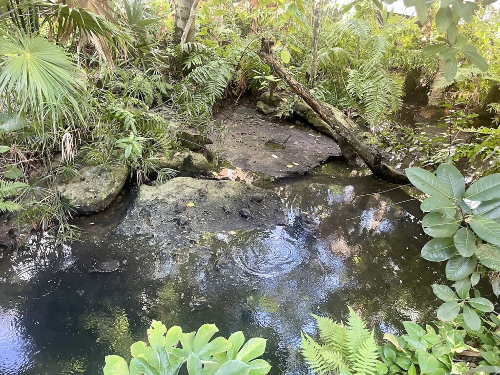 Cenote with turtles