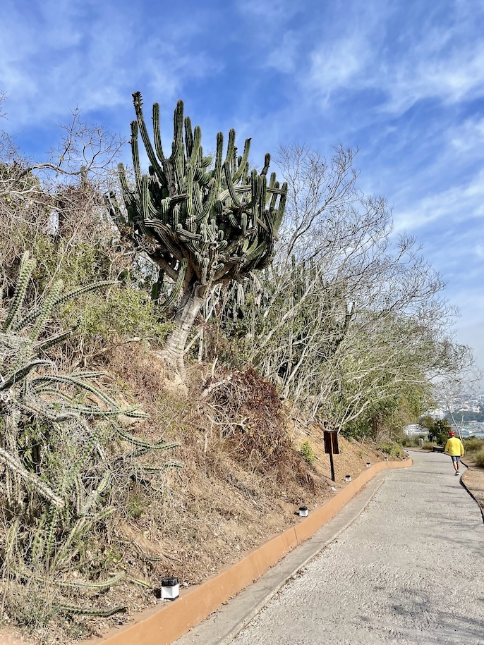Giant cactus along trail