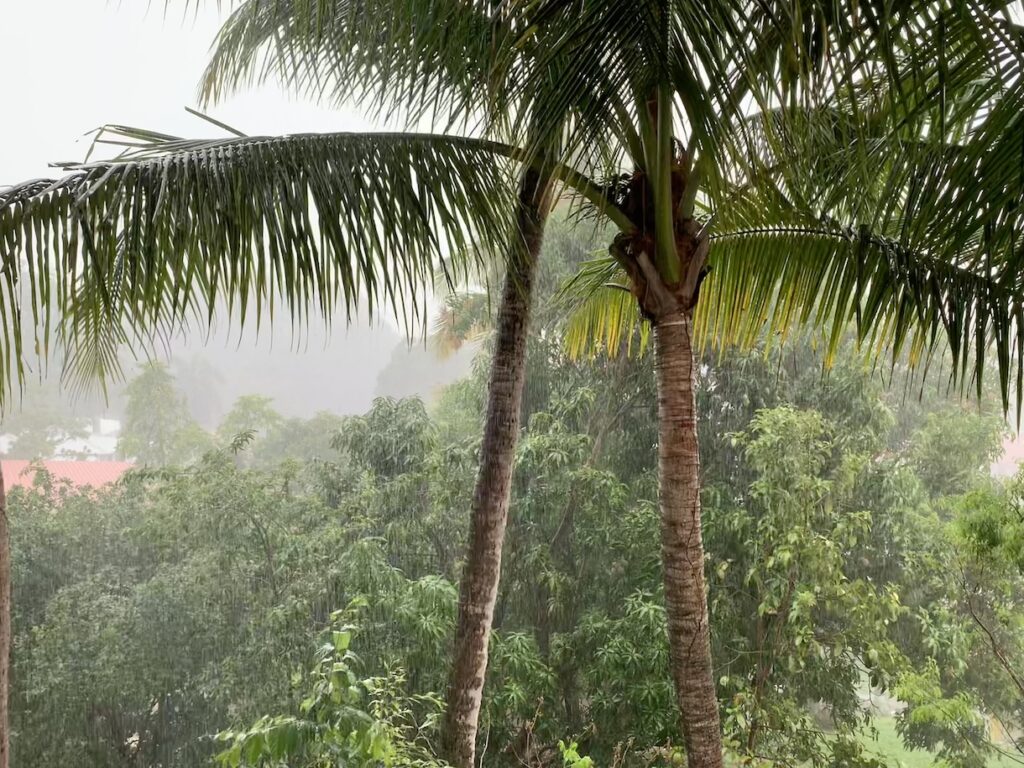 Tropical rain on palm trees