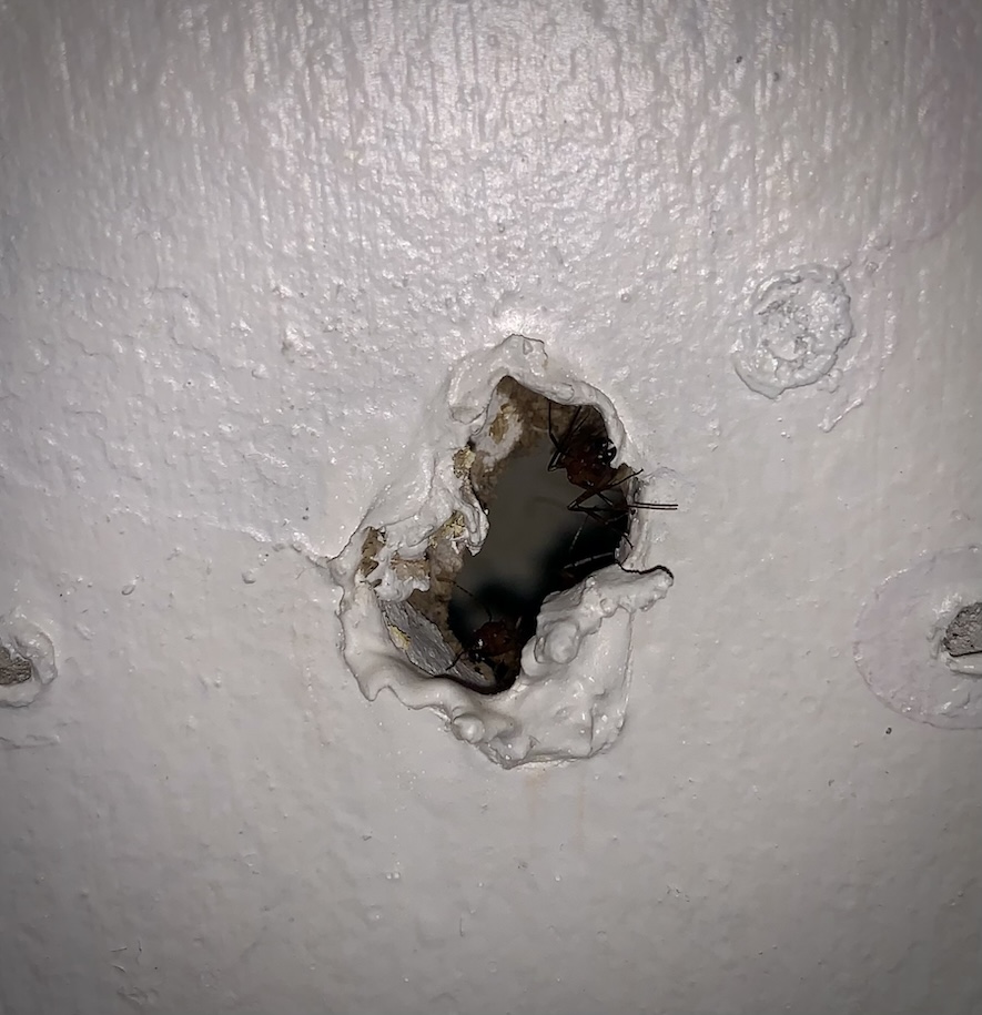Red ants in hole in wall: