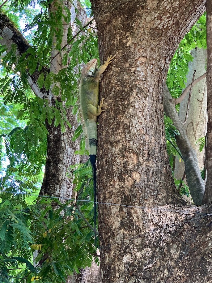 Iguana on tree