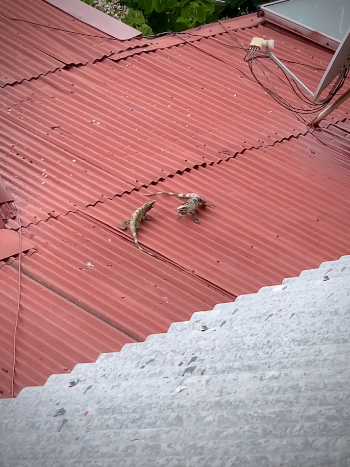 Wrestling iguanas on tin roof
