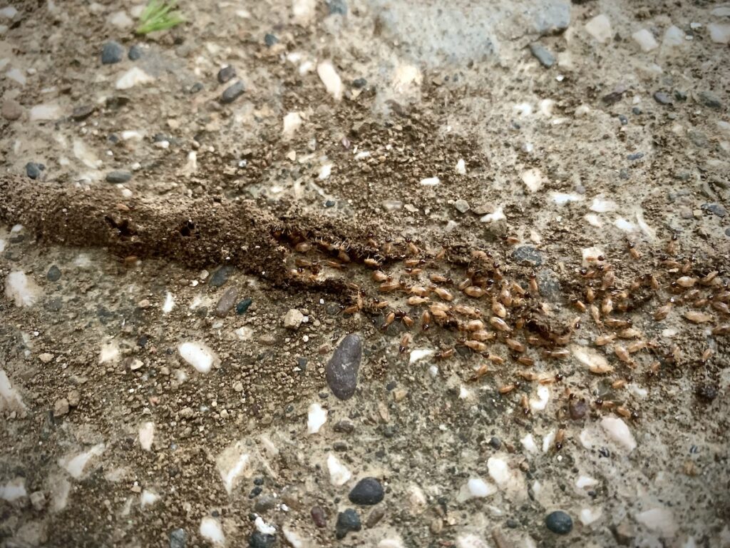 Termites building tunnel