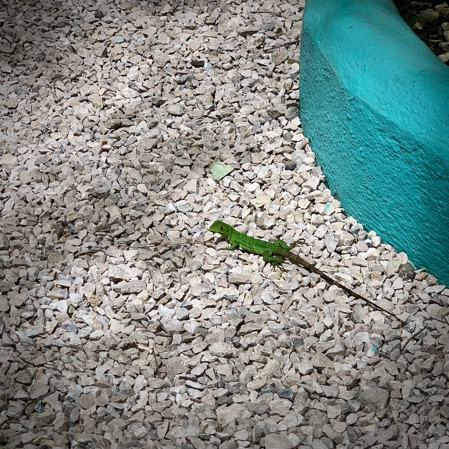 Baby iguana!