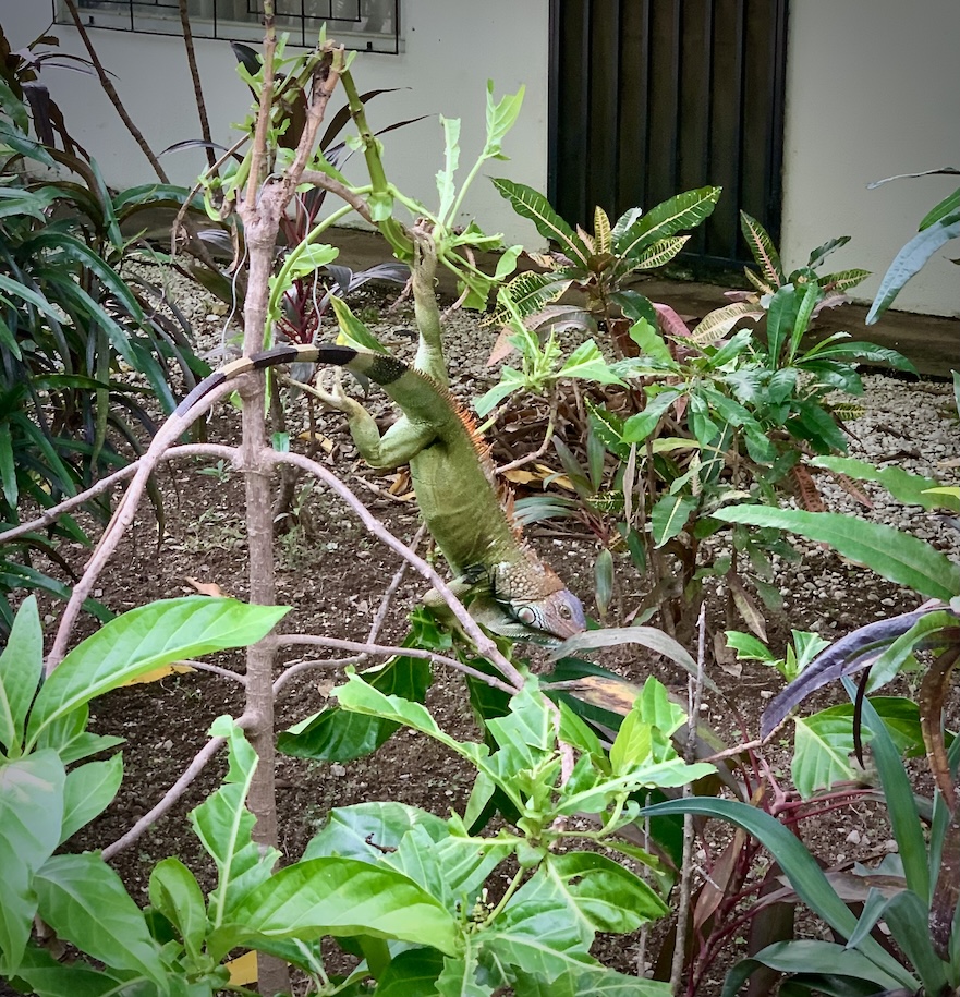 Large green iguana