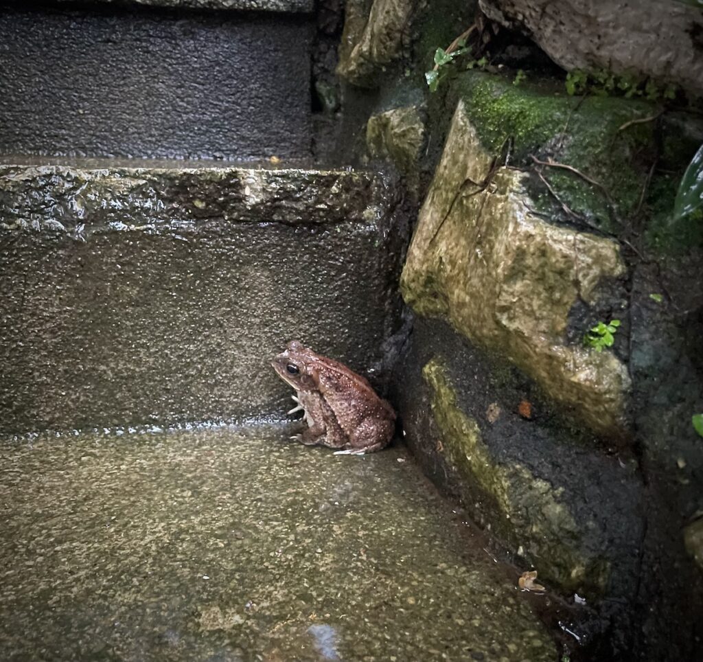 Rain frog on stairs