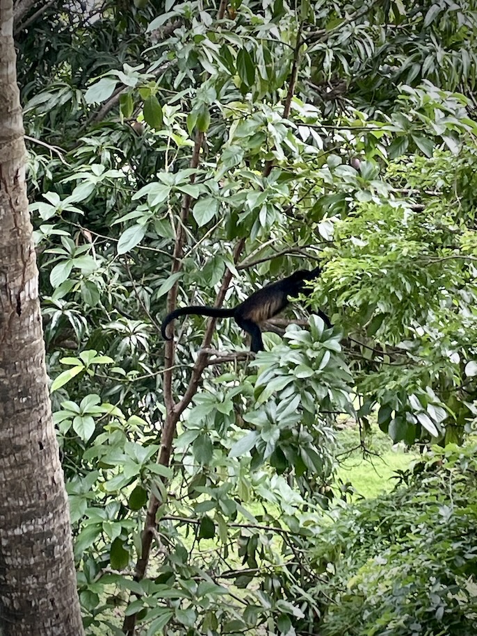 Howler monkey in a tree