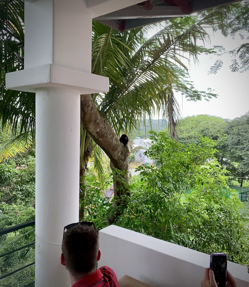 Howler monkey in a tree