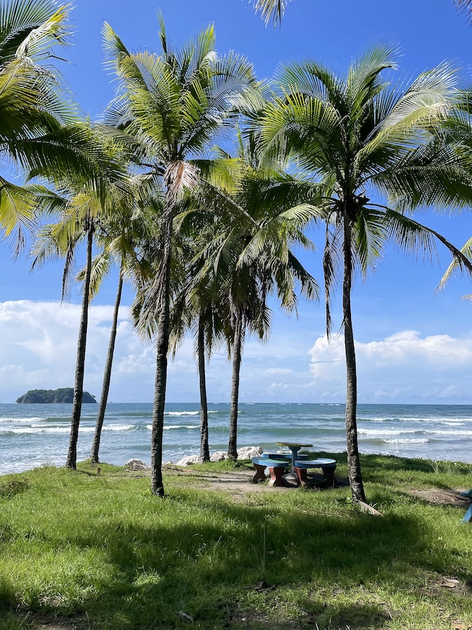 Picnic table under palm trees