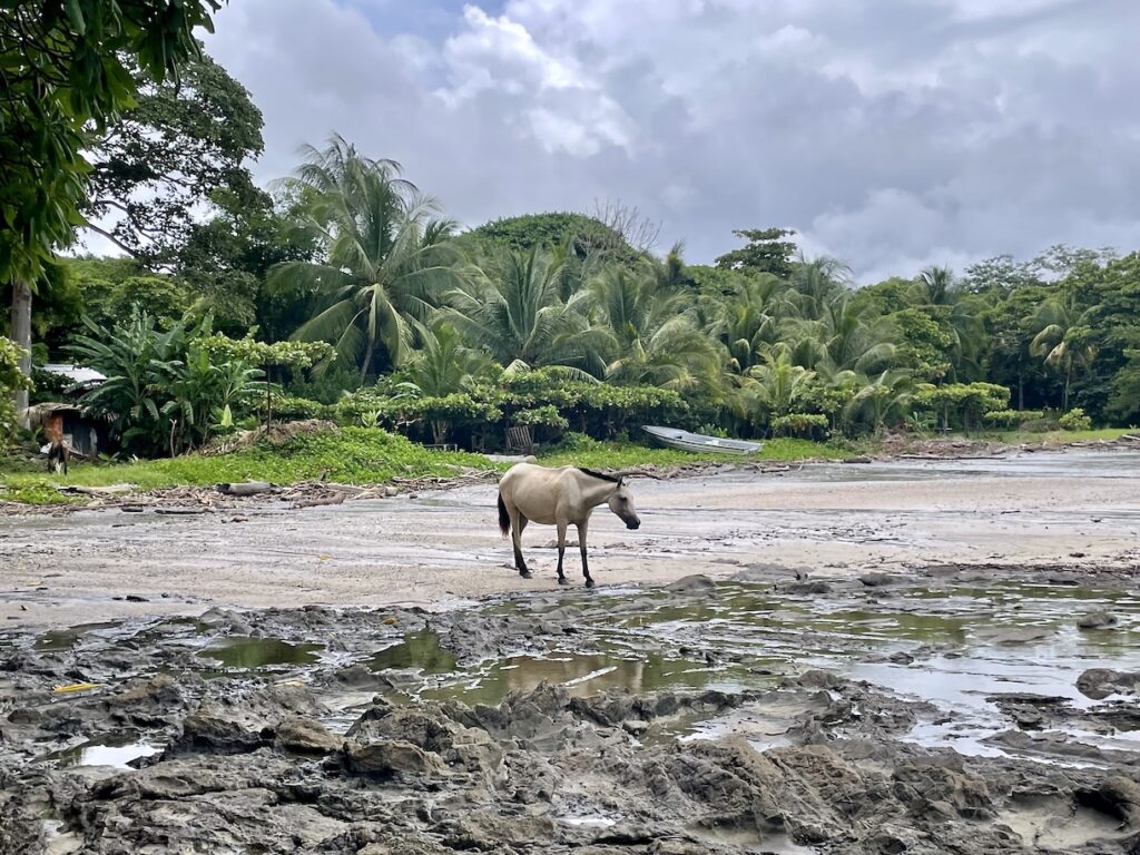 Horse on the beach