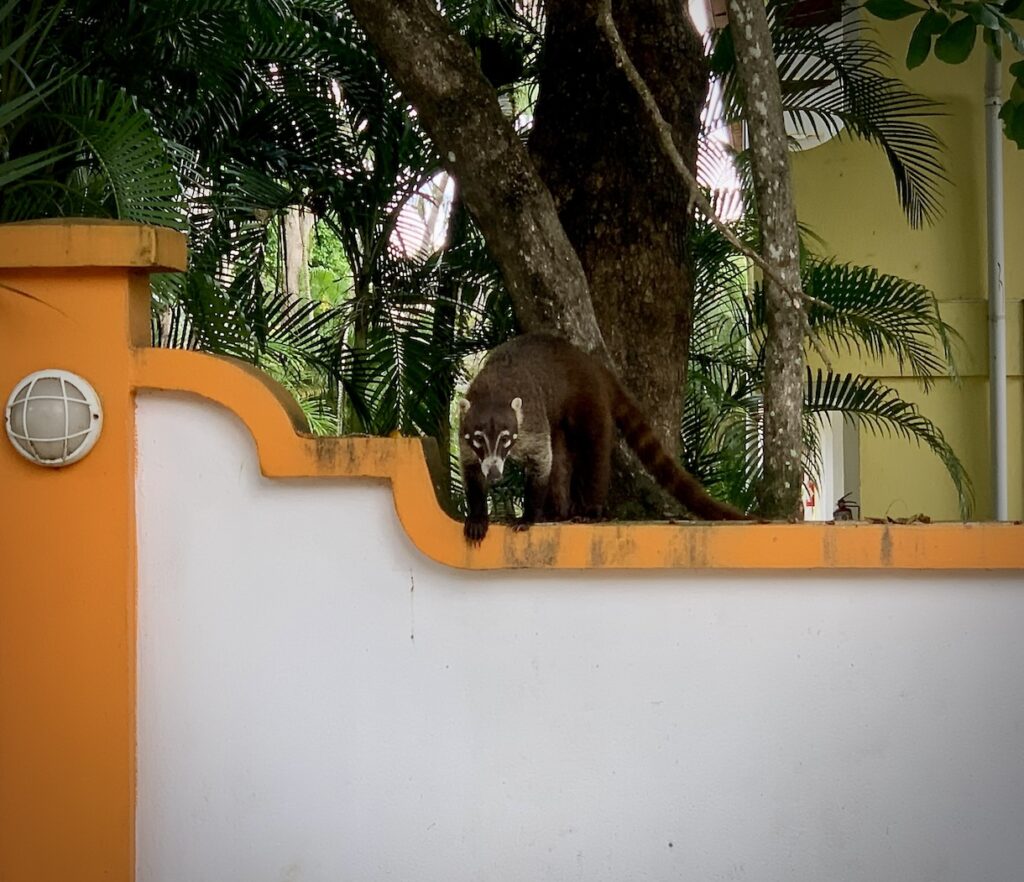 Coati on boundary wall