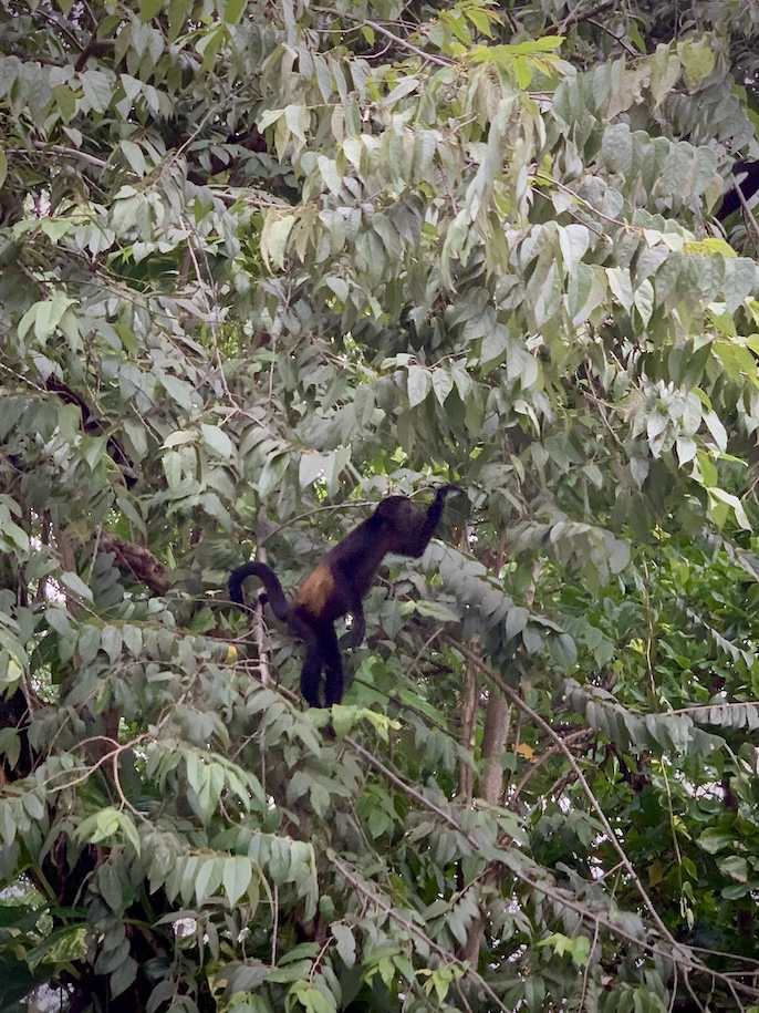 Howler monkey in a tree