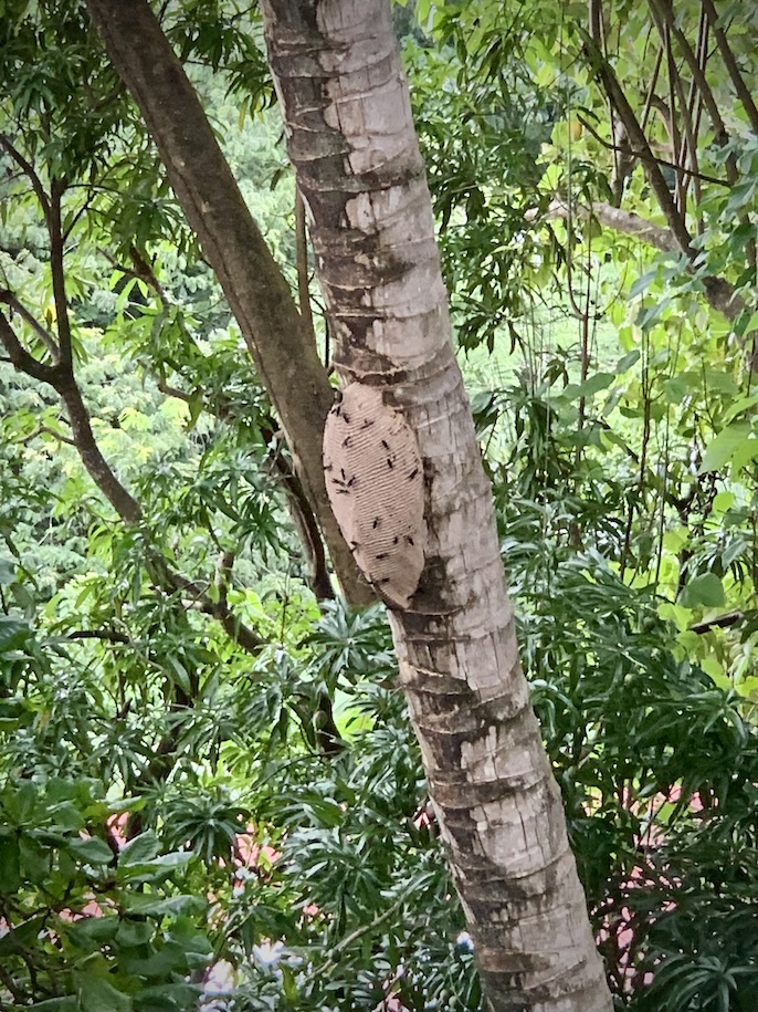 Wasps on hive on palm tree