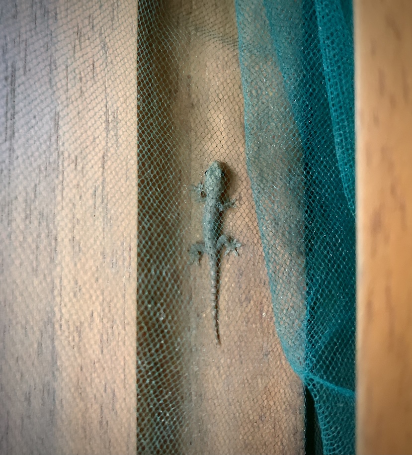 Baby gecko behind netting