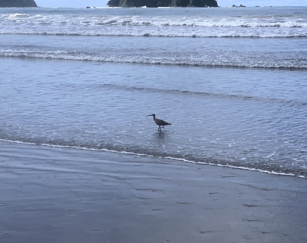 Hudsonian whimbrel on the beach