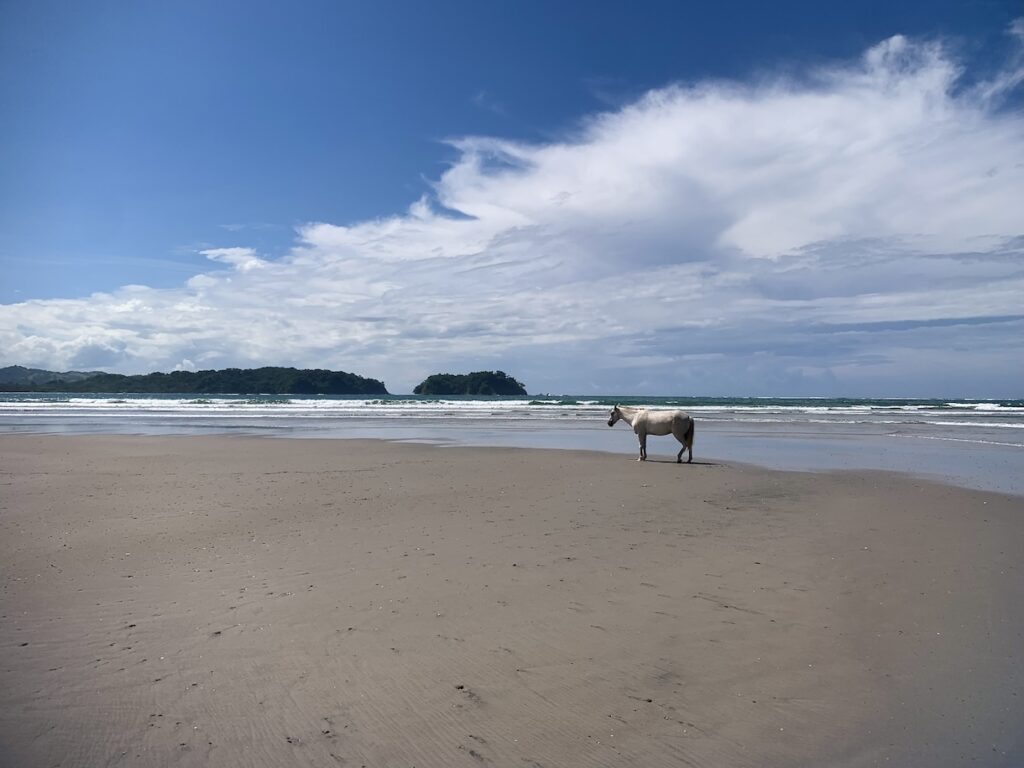 White horse on the beach