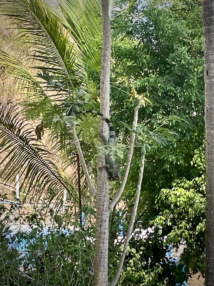 Green iguana in papaya tree