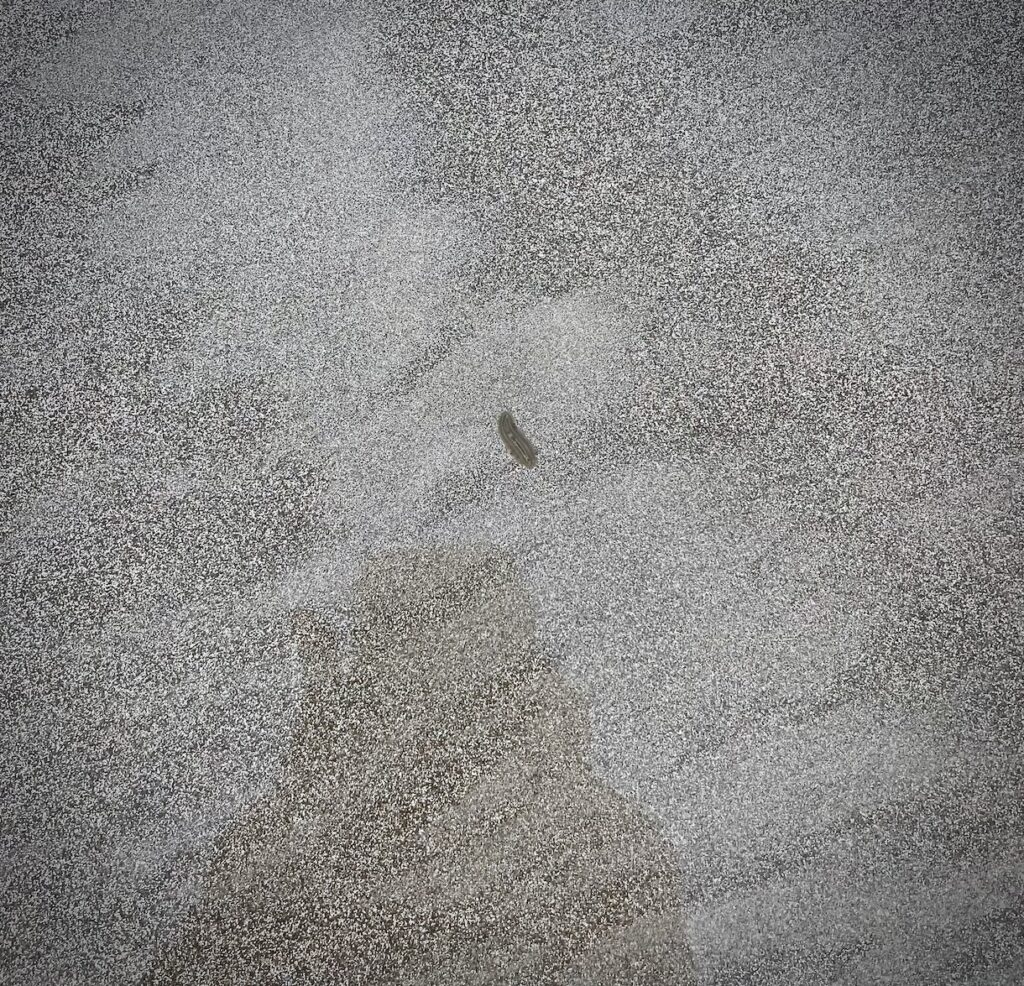 Flatworm in sand