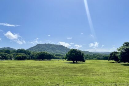 Horses in pasture