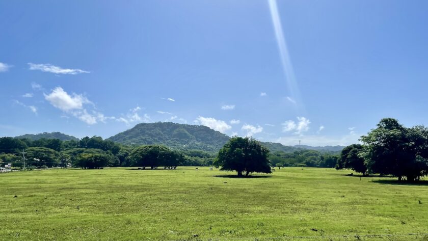 Horses in pasture