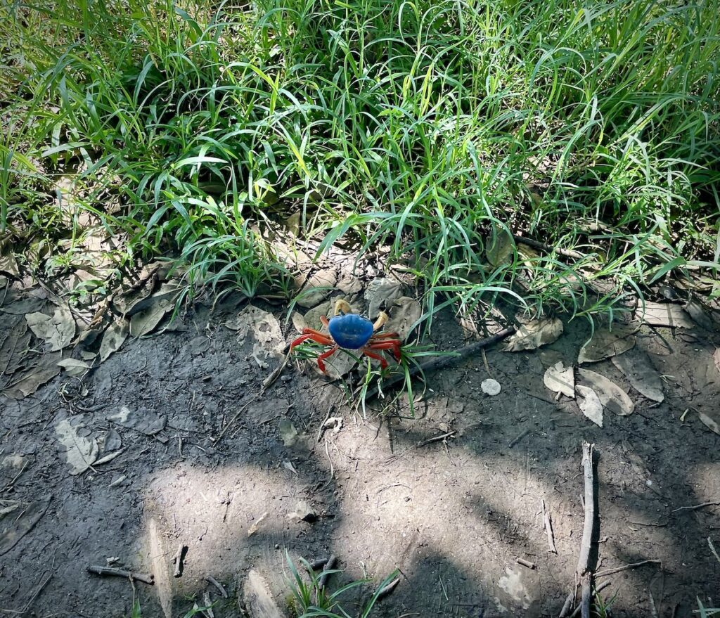 Colorful land crab