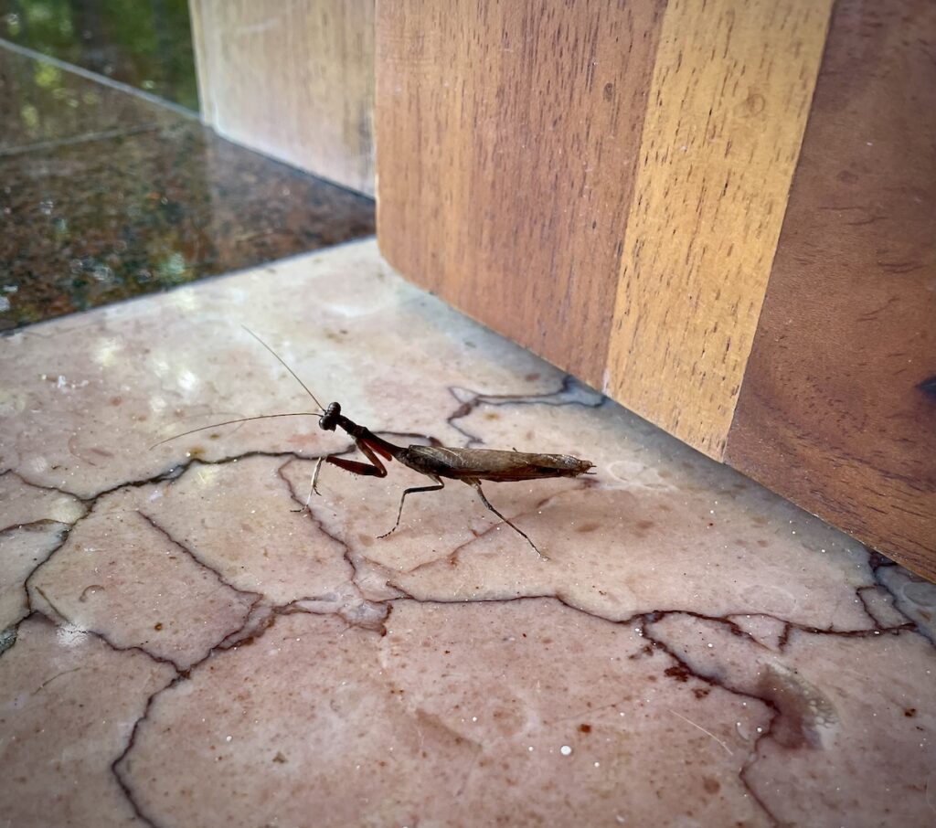 Praying mantis on tile