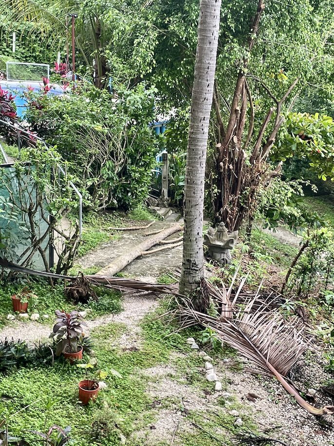 Downed papaya tree