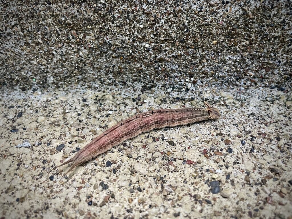 Caterpillar on stairs