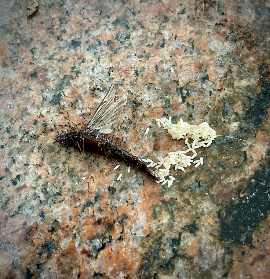 Dead ship timber beetle on eggs