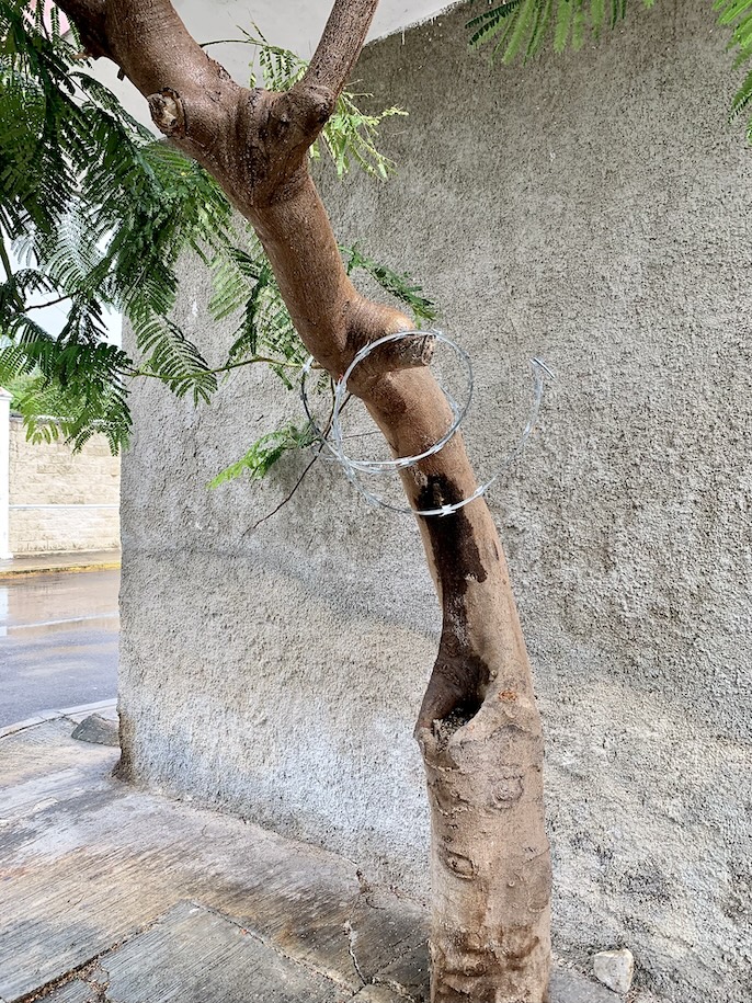 Razor wire in tree