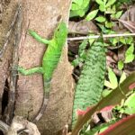 Baby green iguana on tree