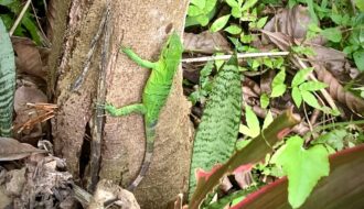 Baby green iguana on tree