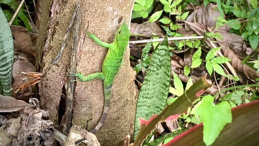 Baby green iguana on tree