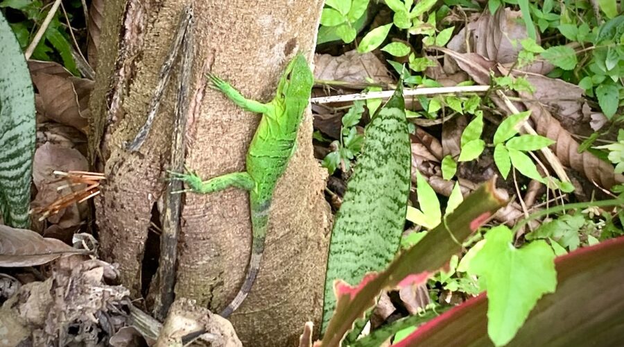 Baby green iguana on tree