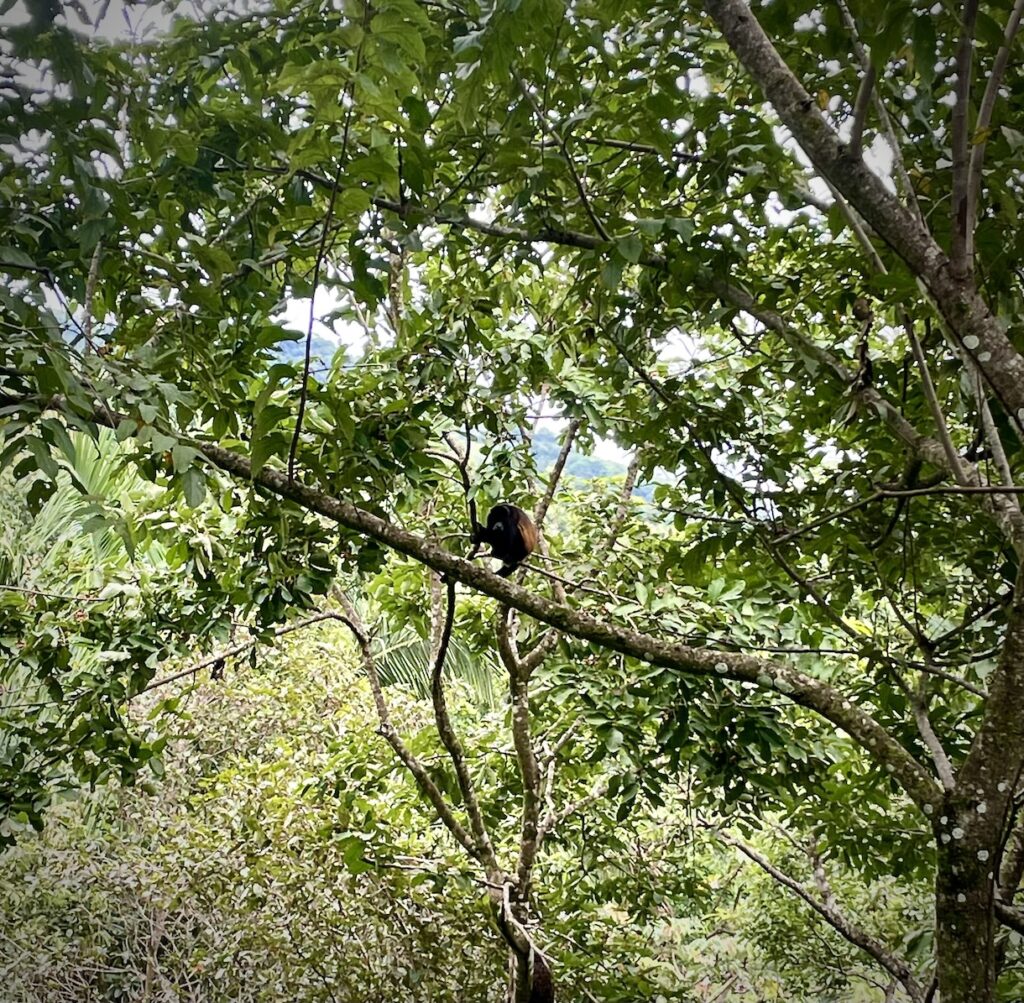 Howler monkey in tree