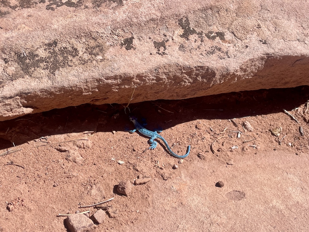 Plastic lizard under rock