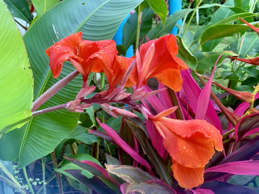 Canna flower