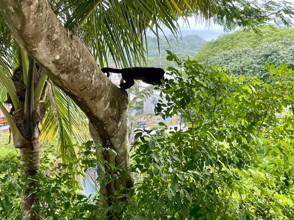 Howler monkey in tree