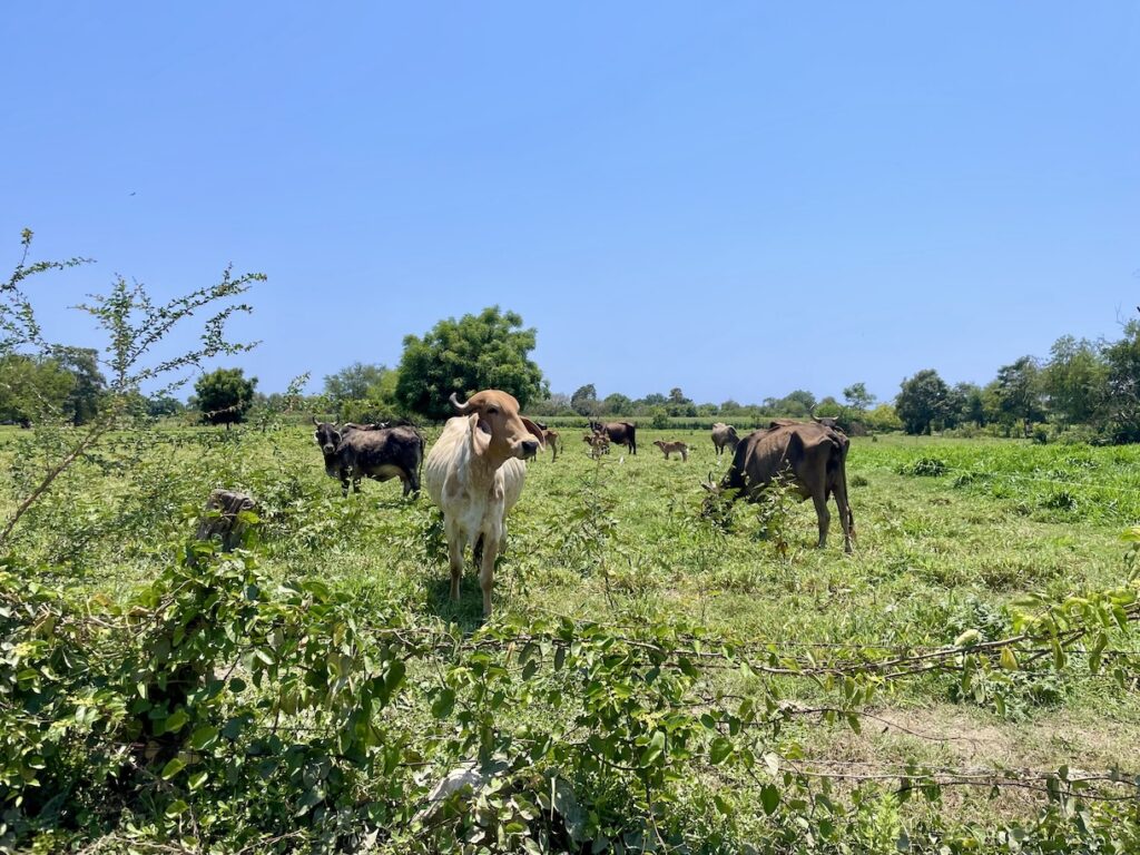 Cows and calves in pasture