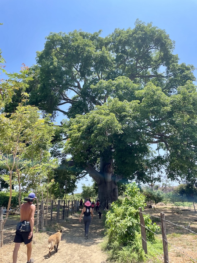 Giant tree along hike